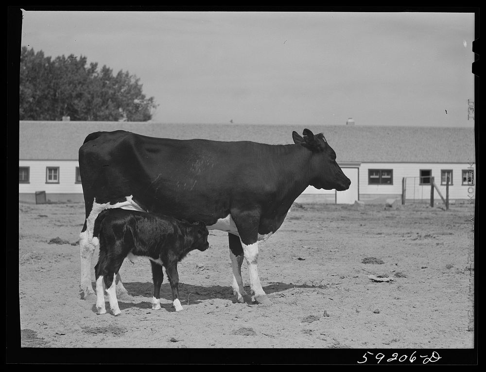 [Untitled photo, possibly related to: Purebred Holstein cow and calf belonging to Scottsbluff Farmsteads cooperative…