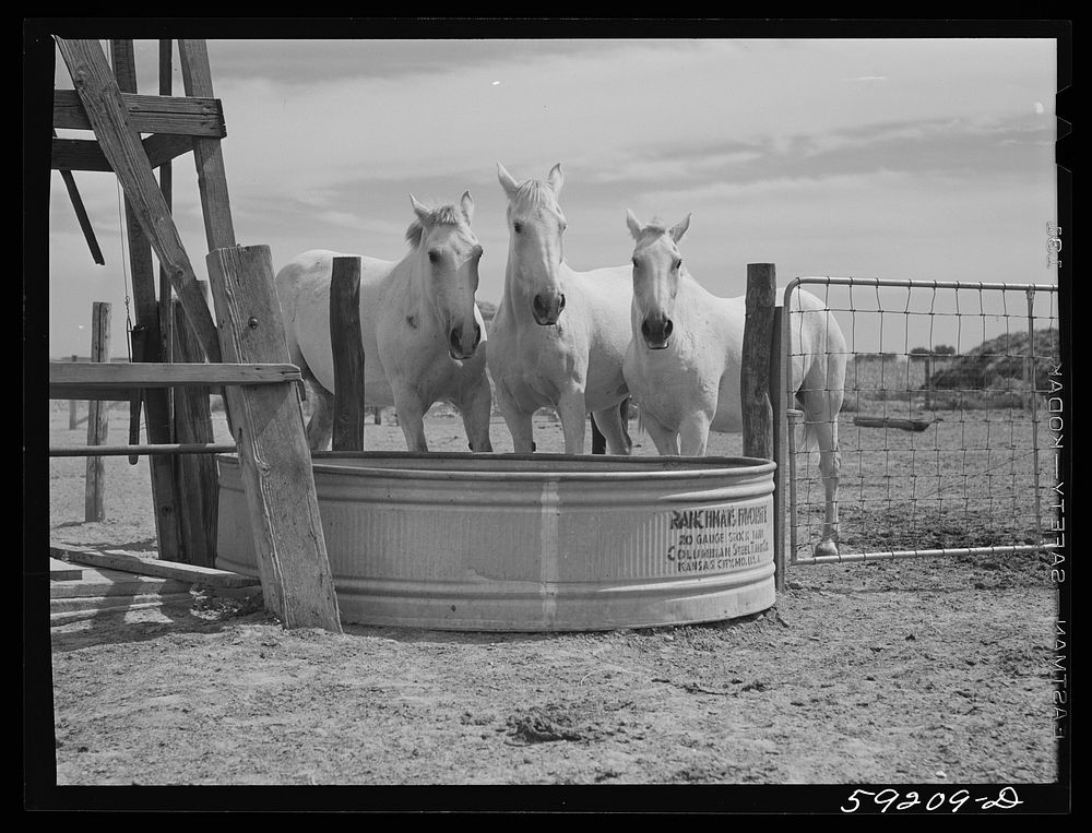 Work horses belonging Scottsbluff Farmsteads Free Photo rawpixel