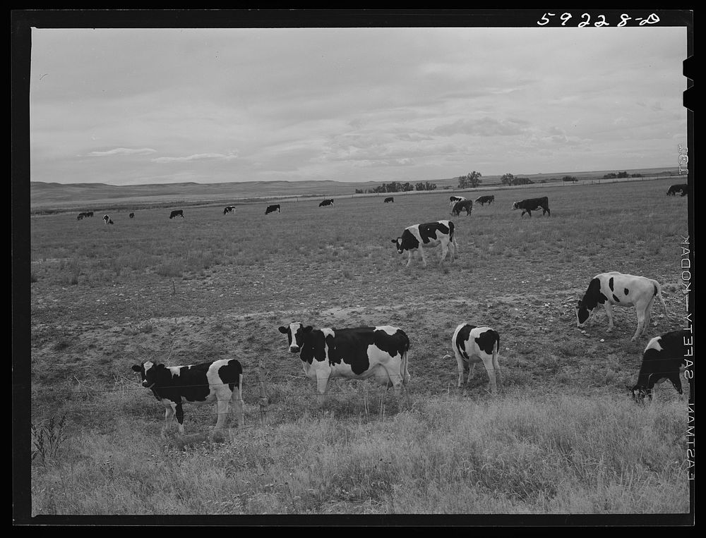 Dairy cows and cattle grazing. Laramie, Wyoming. Sourced from the Library of Congress.