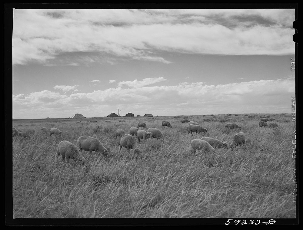 Sheep grazing and ranch buildings in the background. Near Laramie, Wyoming. Sourced from the Library of Congress.