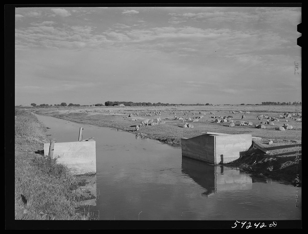 Sheep grazing along irrigation canal. Scottsbluff, North Platte River Valley, Nebraska. Sourced from the Library of Congress.