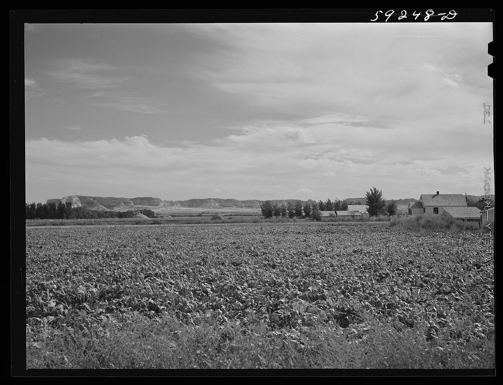 Field of sugar beets, raised on Scottsbluff Farmsteads by FSA (Farm Security Administration) project families' homes. North…