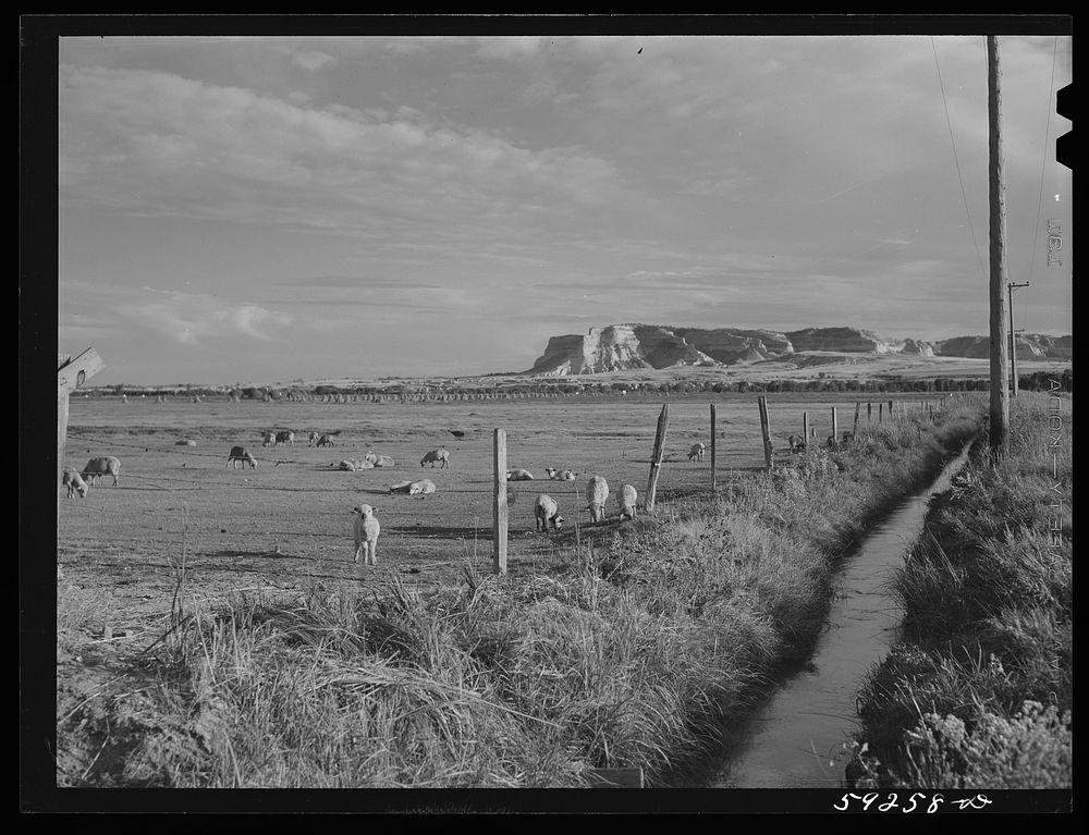 Sheep grazing on irrigated land. Scottsbluff in the background. North Platte River Valley, Nebraska. Sourced from the…