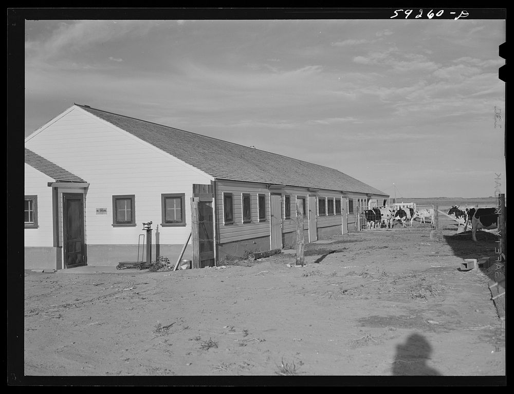 [Untitled photo, possibly related to: New dairy barn. FSA (Farm Security Administration) cooperative enterprise on the…