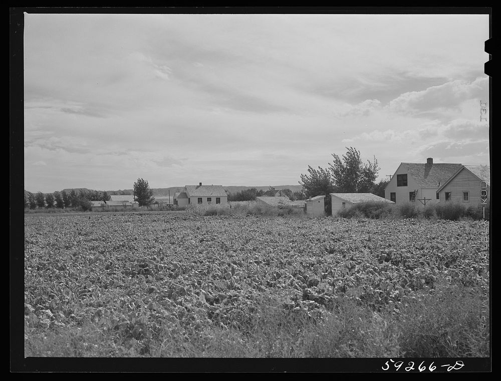 Field of sugar beets raised on Scottsbluff Farmsteads by FSA (Farm Security Administration) project families' homes. North…
