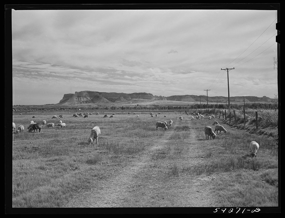 [Untitled photo, possibly related to: Sheep grazing on irrigated land. Scottsbluff in the background. North Platte River…