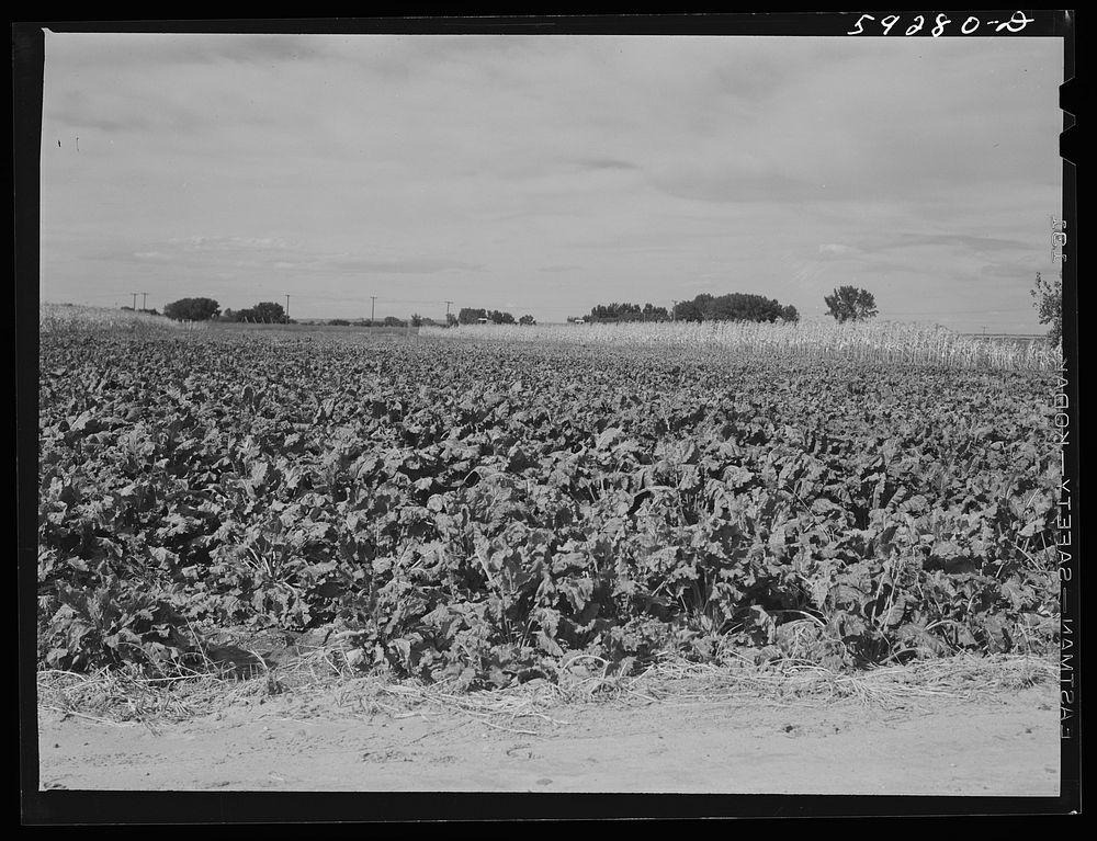 Sugar beets. Scottsbluff Farmsteads, FSA (Farm Security Administration) project. North Platte River Valley, Nebraska.…