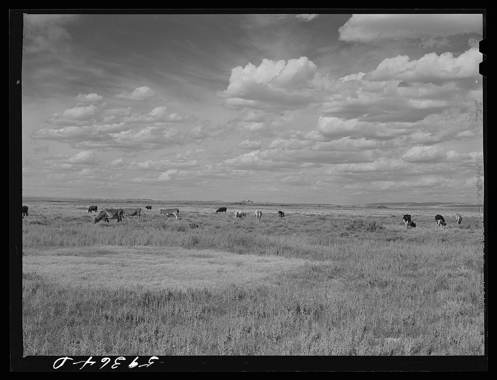Dairy cows grazing. Laramie, Wyoming. Sourced from the Library of Congress.