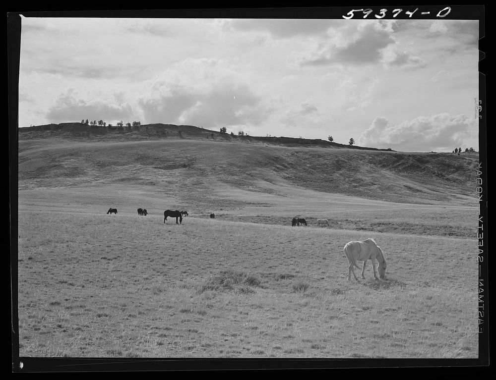 [Untitled photo, possibly related to: Grazing land and grass on King ranch. Laramie, Wyoming]. Sourced from the Library of…