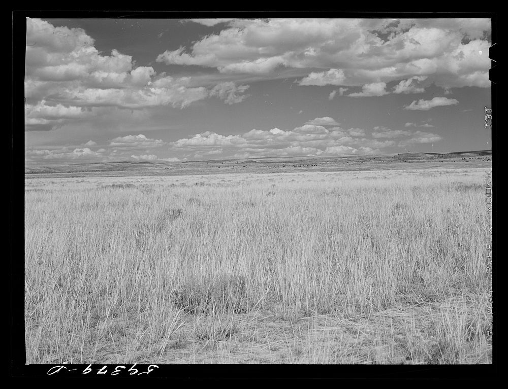 Grass, grazing land near Laramie, Wyoming. Sourced from the Library of Congress.