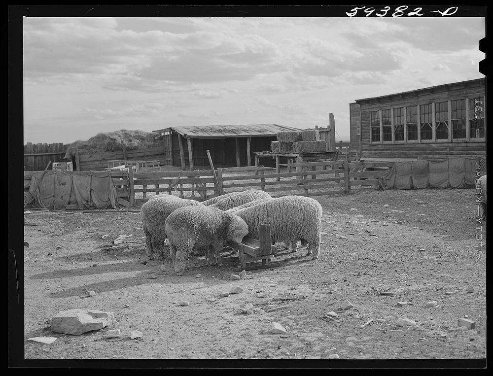 Prize-winning thoroughbred rams feeding on King ranch. Laramie, Wyoming. Sourced from the Library of Congress.