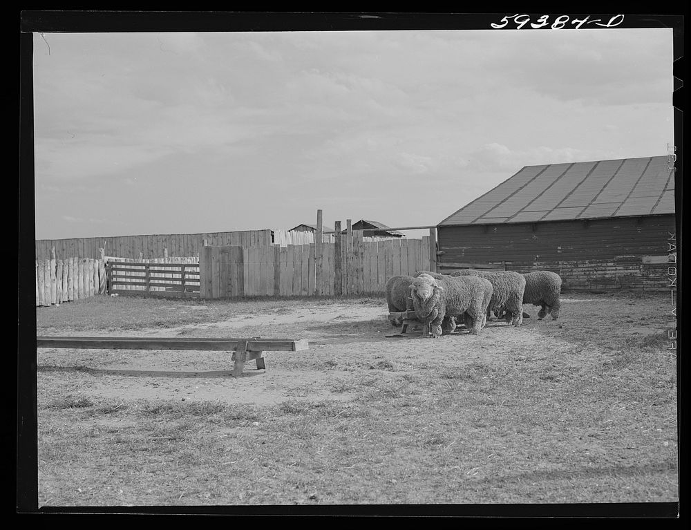 Prize-winning thoroughbred rams feeding on King ranch. Laramie, Wyoming. Sourced from the Library of Congress.