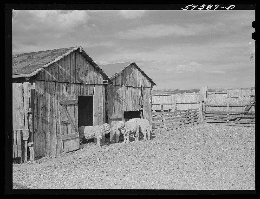 Prize-winning thoroughbred rams in pen. King ranch, Laramie, Wyoming. Sourced from the Library of Congress.