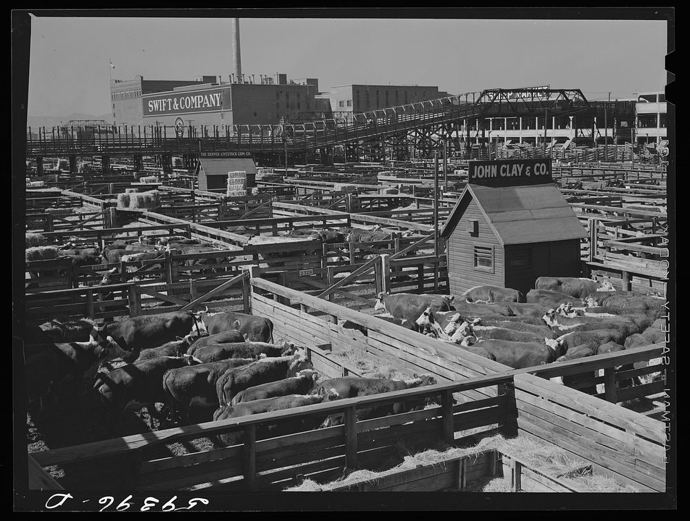 [Untitled photo, possibly related to: Cattle, Hereford mostly, for sale in Denver stockyards. Denver, Colorado]. Sourced…