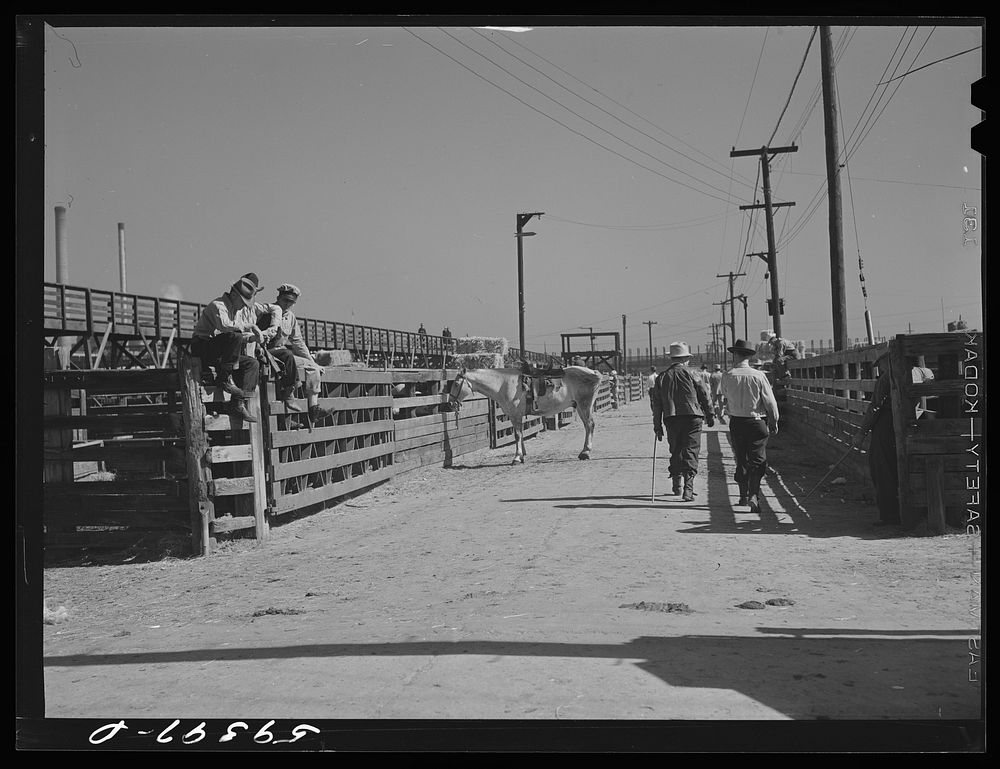 Stockyards. Denver, Colorado. Sourced from the Library of Congress.
