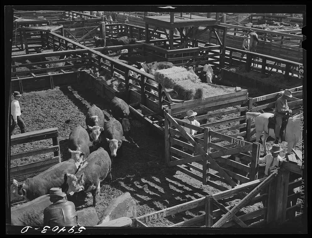 [Untitled photo, possibly related to: Buyers discussing cattle for sale in Denver stockyards. Denver, Colorado]. Sourced…