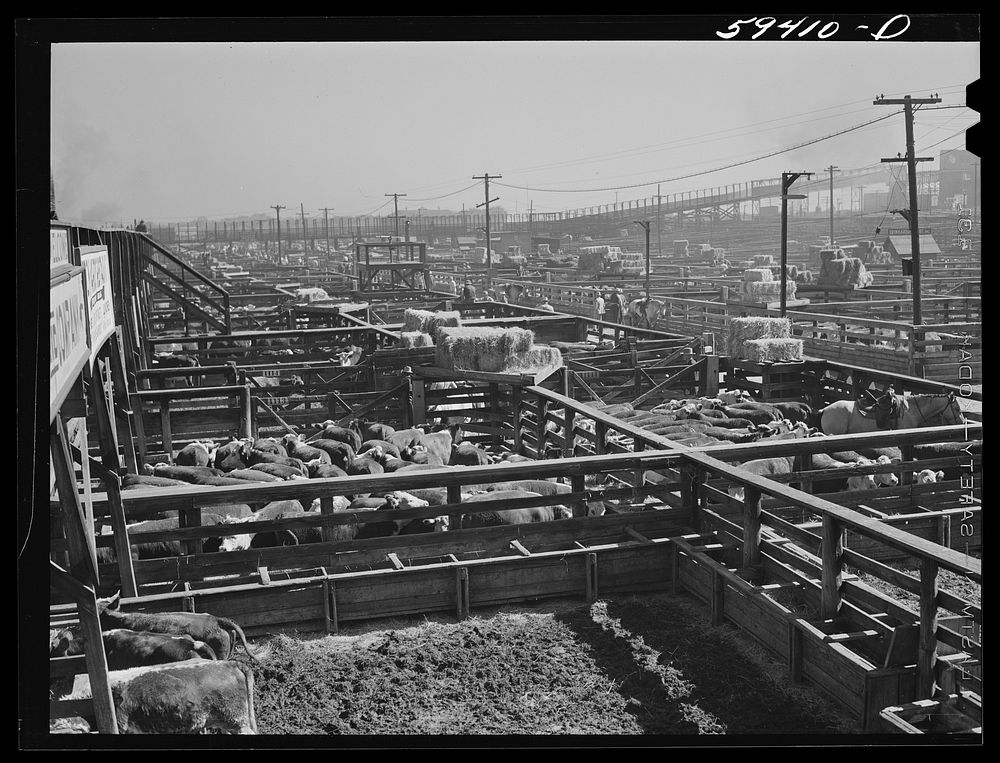 [Untitled photo, possibly related to: Cattle, mostly Herefords, for sale in Denver stockyards. Denver, Colorado]. Sourced…