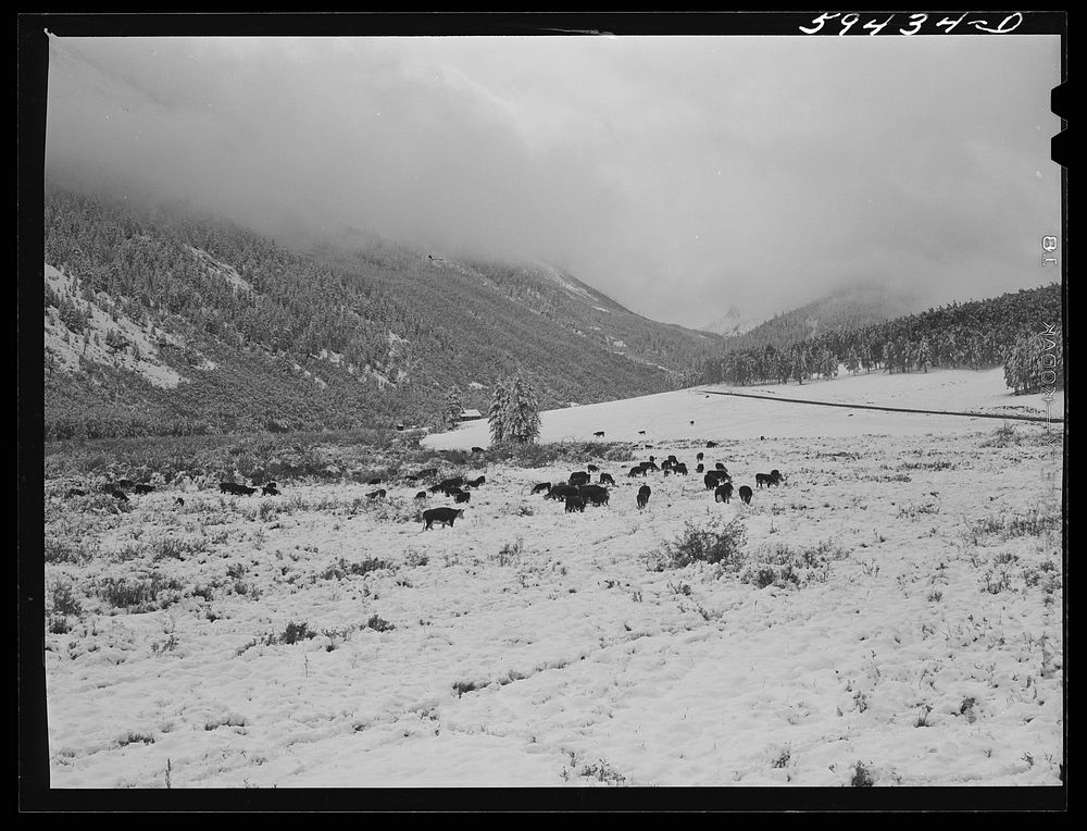 [Untitled photo, possibly related to: Hereford cattle on grazing land after early blizzard. Ashcroft, Colorado]. Sourced…