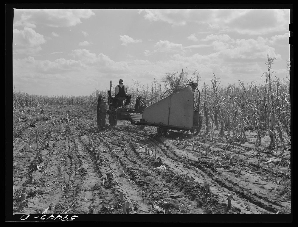 John Nelson, member of FSA (Farm Security Administration) coop, operating corn binder in harvesting. Two River Non-Stock…