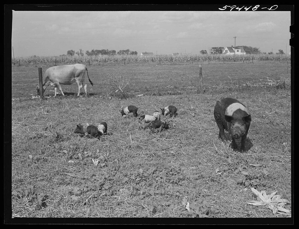 [Untitled photo, possibly related to: Livestock belonging to Harvey Renninger family. Two Rivers Non-Stock Cooperative, a…