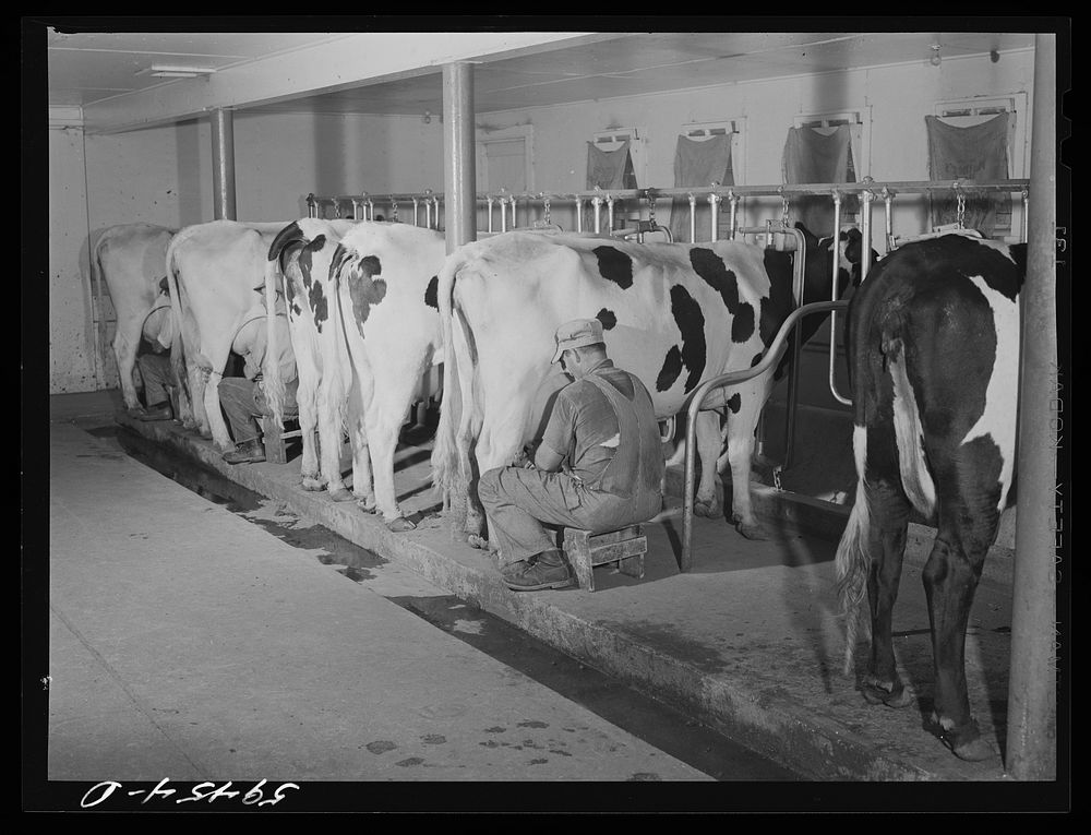 Cows being milked in dairy barn at Two River Non-Stock, Cooperative, a FSA (Farm Security Administration) co-op at Waterloo…