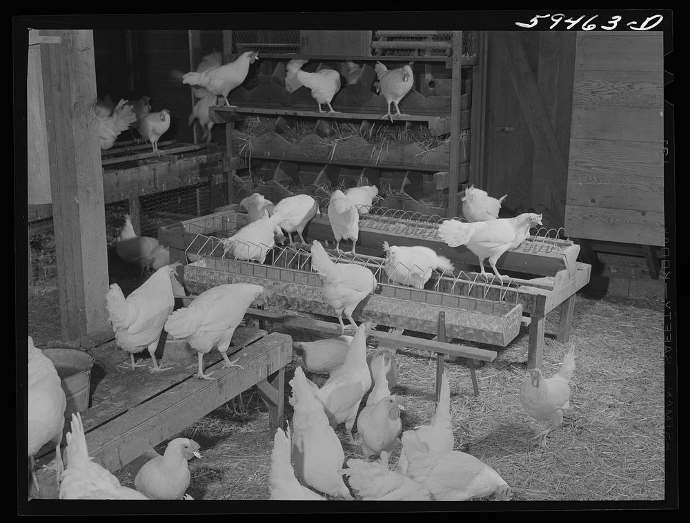Pullets in poultry house. Two Rivers Non-Stock Cooperative, a FSA (Farm Security Administration) co-op. Waterloo, Nebraska.…