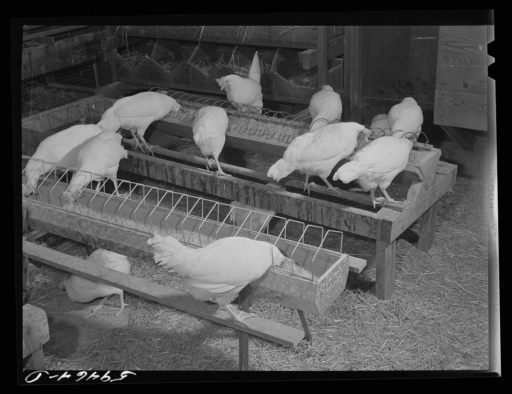 Pullets in poultry house. Two Rivers Non-Stock Cooperative, a FSA (Farm Security Administration) co-op. Waterloo, Nebraska.…
