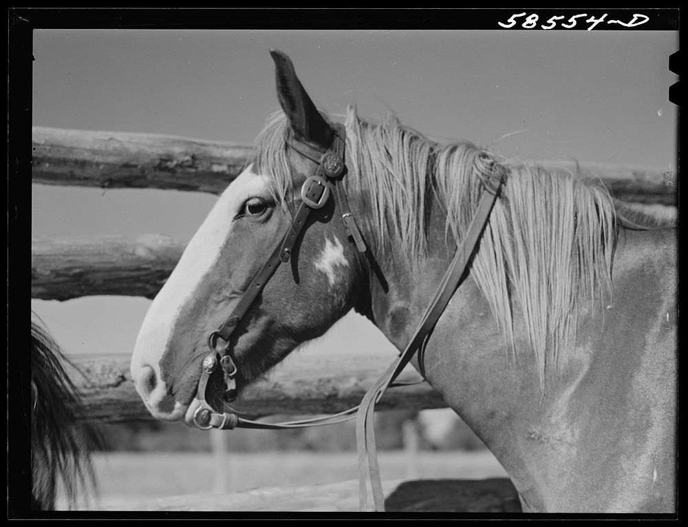Horse in the corral. Quarter Circle U, Brewster-Arnold Ranch Company, Birney, Montana. Sourced from the Library of Congress.