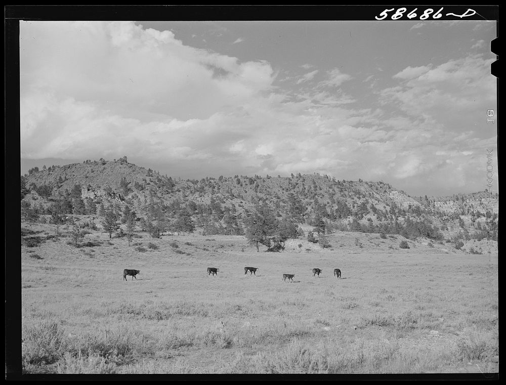 Hereford ranch cattle on grazing land near Birney, Montana. Sourced from the Library of Congress.