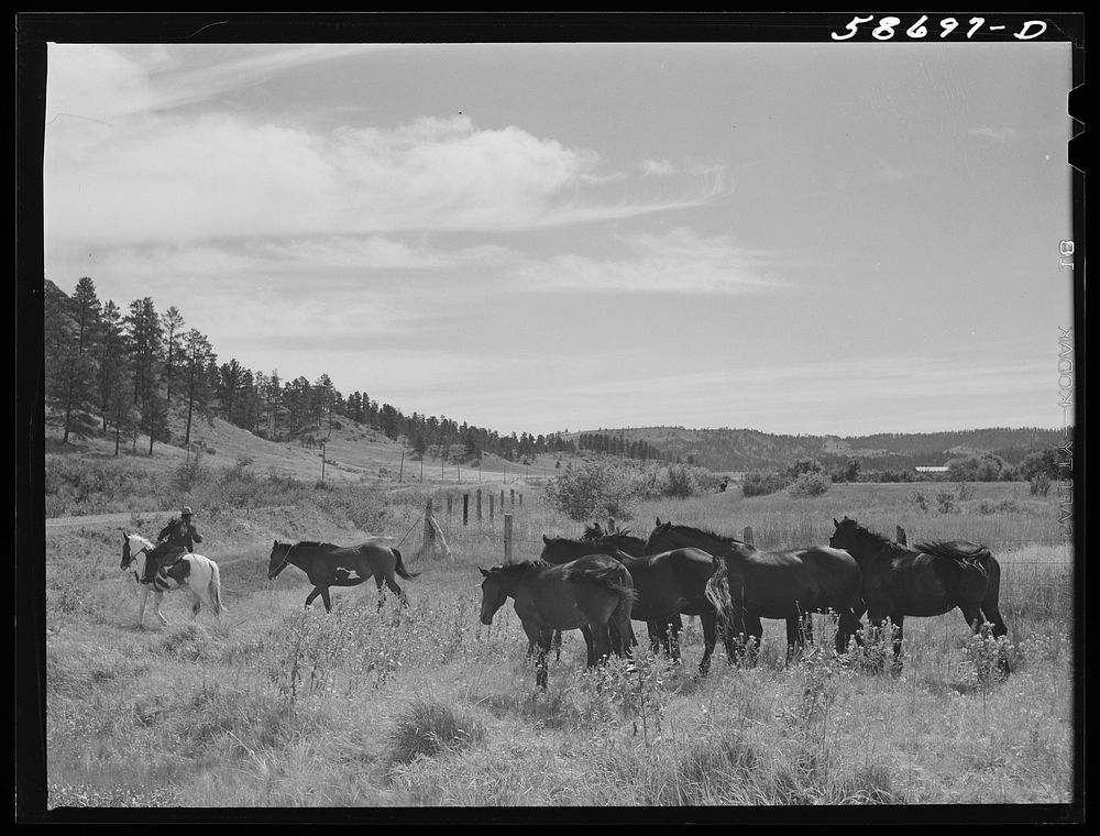 Roping horse Lame Deer, Montana. Free Photo rawpixel