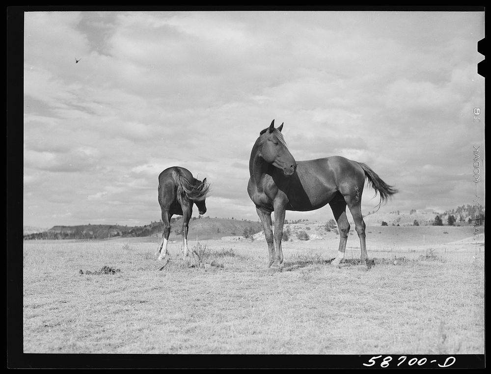 Ranch horses on grazing land near Lame Deer, Montana. Sourced from the Library of Congress.