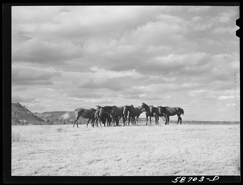 Ranch horses on grazing land near Lame Deer, Montana. Sourced from the Library of Congress.