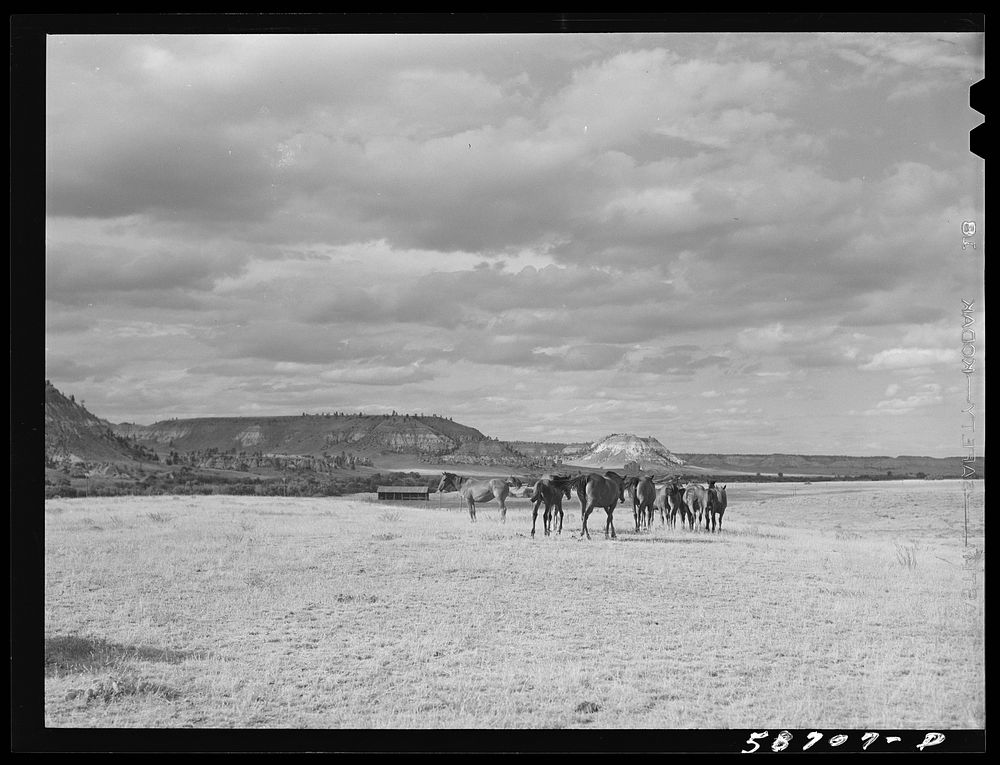 [Untitled photo, possibly related to: Ranch horses on grazing land near Lame Deer, Montana]. Sourced from the Library of…