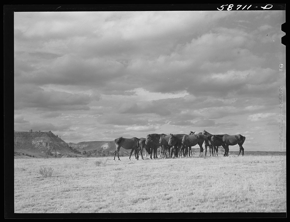 [Untitled photo, possibly related to: Ranch horses on grazing land near Lame Deer, Montana]. Sourced from the Library of…