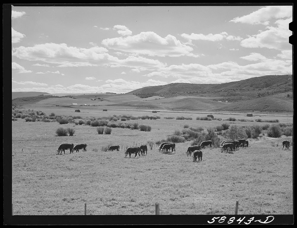 Yampa River Valley, Colorado. Fattening Hereford beef cattle. Sourced from the Library of Congress.