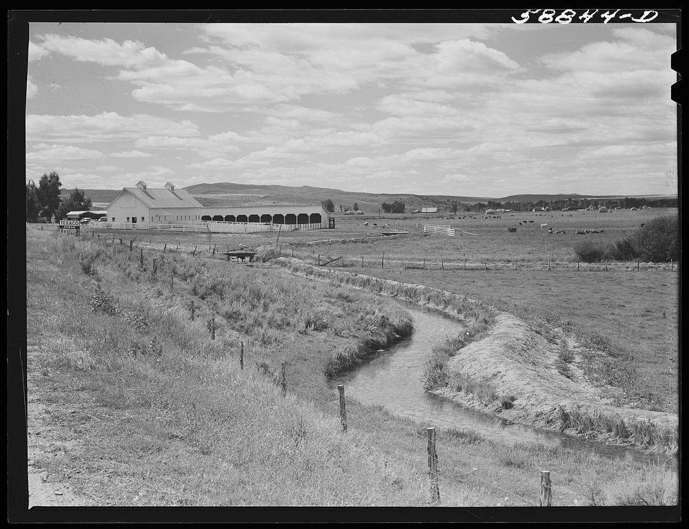 Yampa River Valley, Colorado. Pure-bred cattle ranch. Sourced from the Library of Congress.