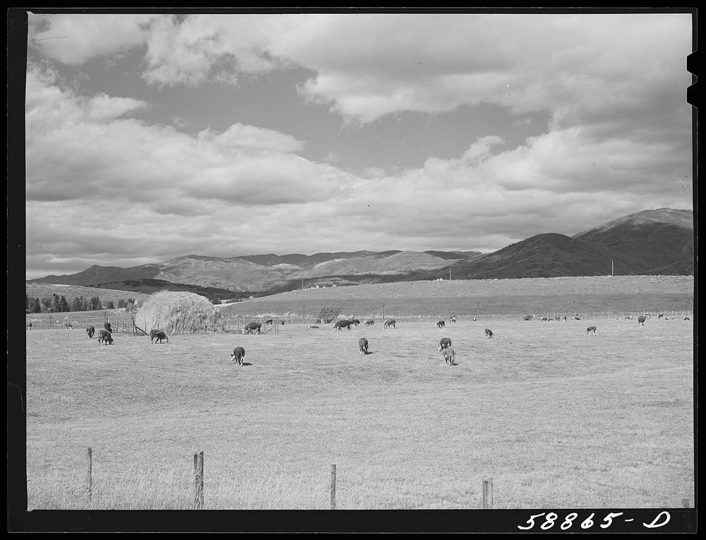 [Untitled photo, possibly related to: Yampa River Valley, Colorado. Fattening Hereford beef cattle]. Sourced from the…