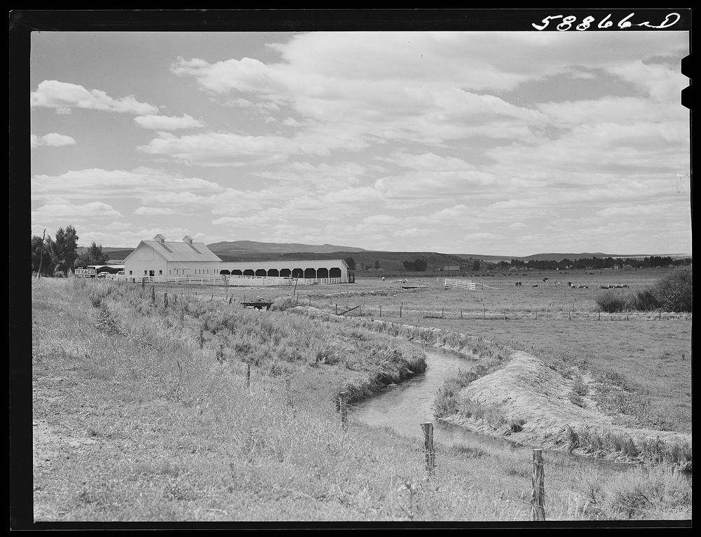 [Untitled photo, possibly related to: Yampa River Valley, Colorado. Pure-bred cattle ranch]. Sourced from the Library of…