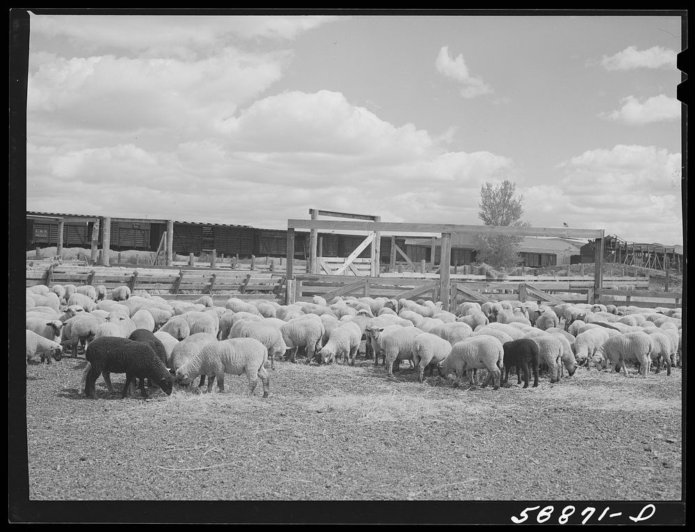 [Untitled photo, possibly related to: Sheep raised by Edmund Crawford in pens before loading and shipping in freight cars.…
