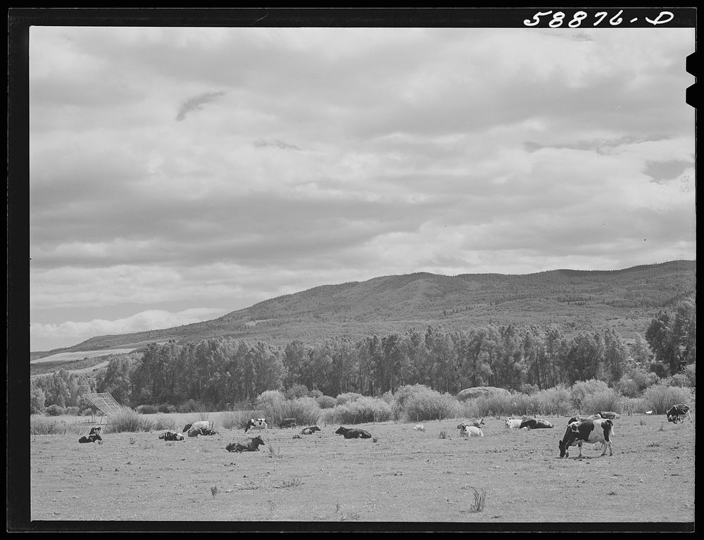 Dairy cattle in the Yampa River Valley, Colorado. Sourced from the Library of Congress.