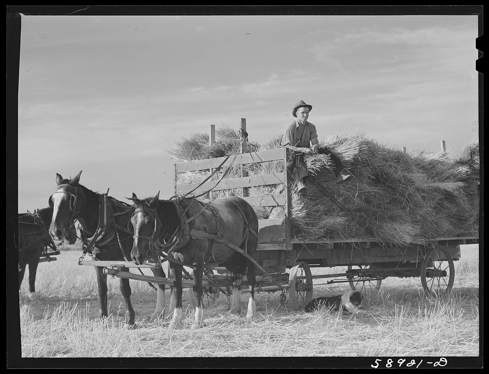 [Untitled photo, possibly related to: Helper on wagonload of wheat to be threshed on Beerman's ranch at Emblem, Wyoming. He…