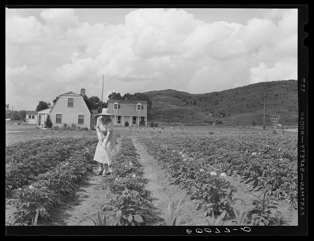Homesteader at work in garden. Tygart Valley Homesteads, West Virginia. Sourced from the Library of Congress.