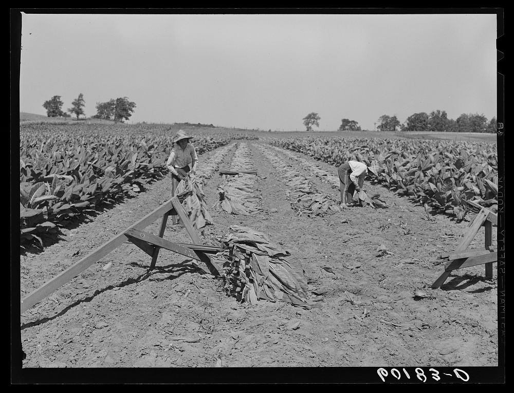 Gathering and spearing cut tobacco leaves. Dane County, Wisconsin. Sourced from the Library of Congress.