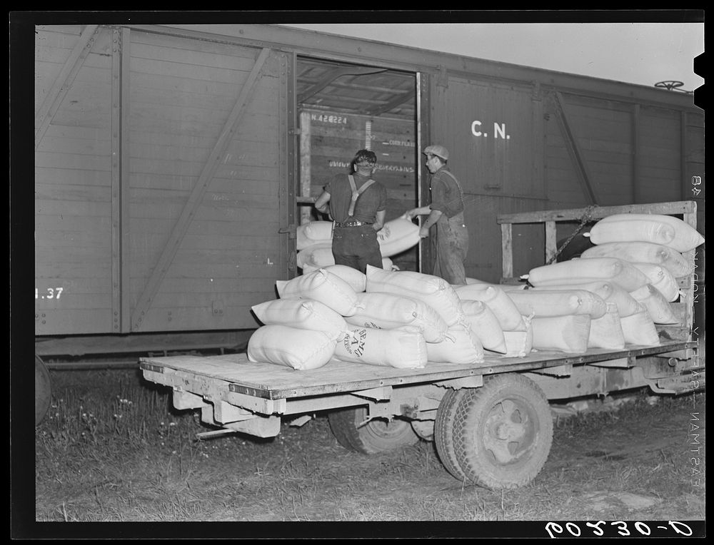 Loading freight car with seed for shipment to Canada cooperative seed exchange. Williams, Minnesota. This co-op was financed…