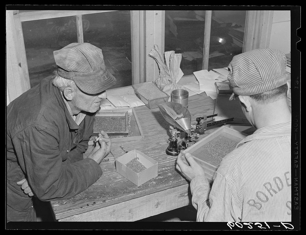 Grading seed which farmer has brought to office of Border King cooperative seed exchange at Williams, Minnesota. This test…