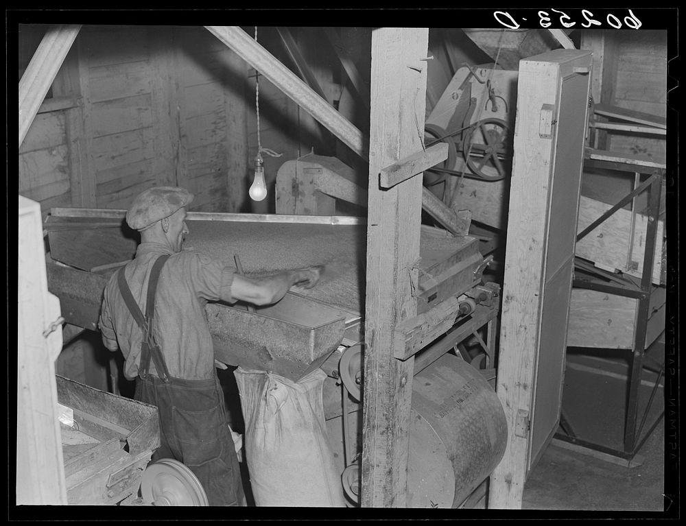 Cleaning seed. Border King Cooperative Seed Exchange. Williams, Minnesota. Sourced from the Library of Congress.