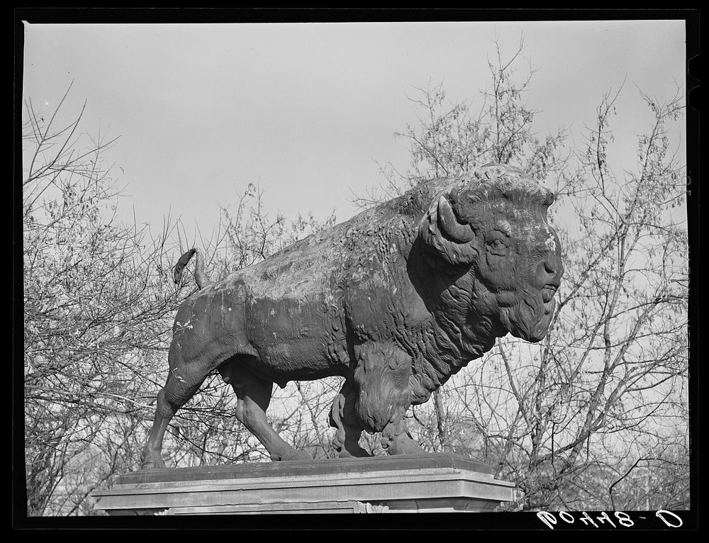 Buffalo on bridge. Washington, D.C.. Sourced from the Library of Congress.