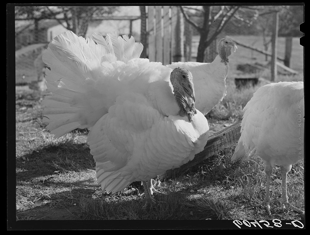 Turkeys. Louisa County, Virginia. Sourced from the Library of Congress.