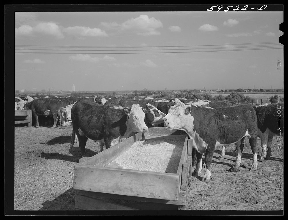 [Untitled photo, possibly related to: Fattening Hereford feeder cattle. Lincoln, Nebraska]. Sourced from the Library of…