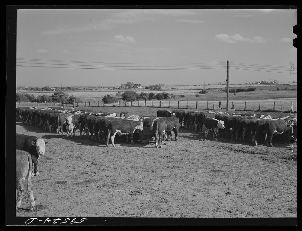 Fattening Hereford feeder cattle. Lincoln, Nebraska. Sourced from the Library of Congress.